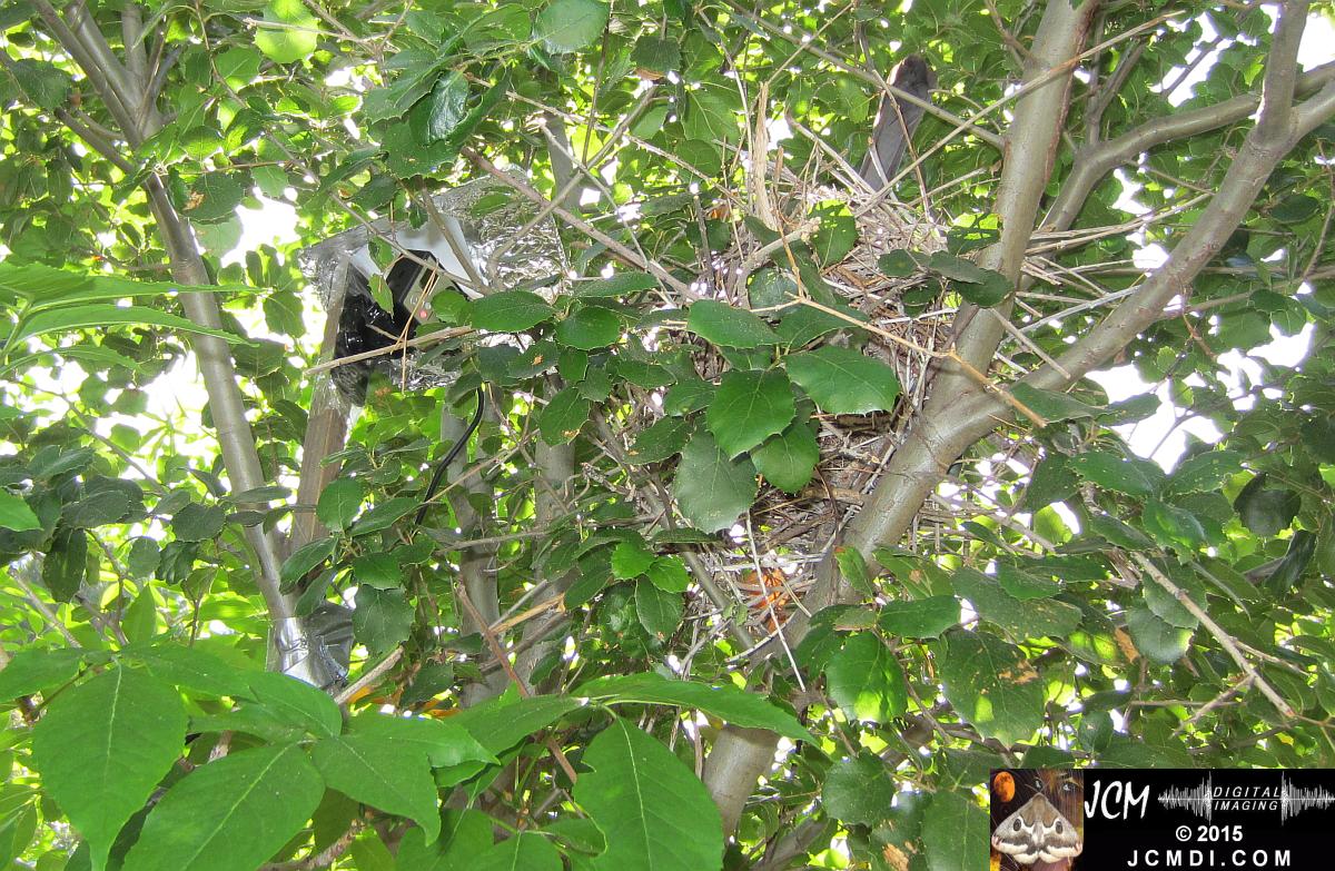 Scrub Jay nest and activity Canon HS300 3-3132015 Santa Clarita JCMDI.COM